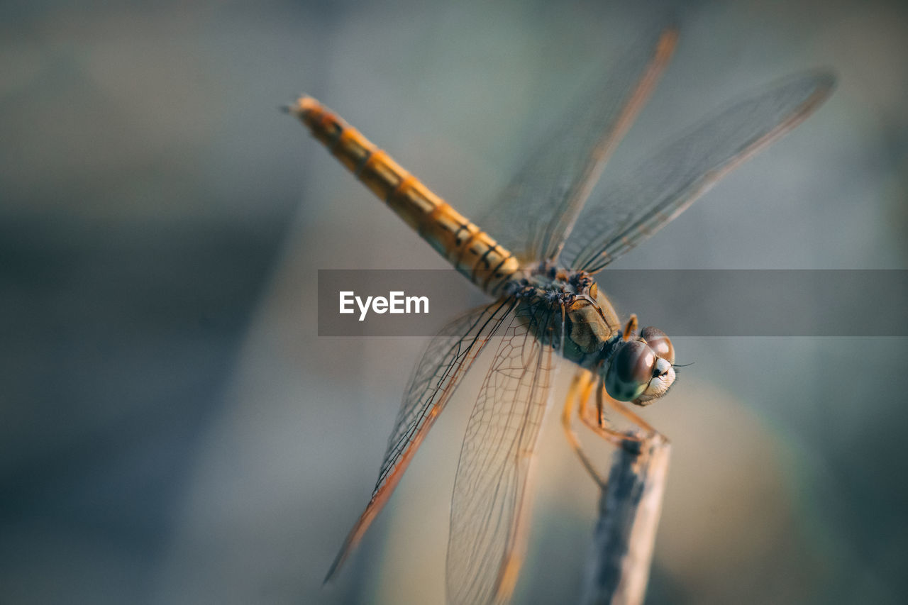 Close-up of dragonfly