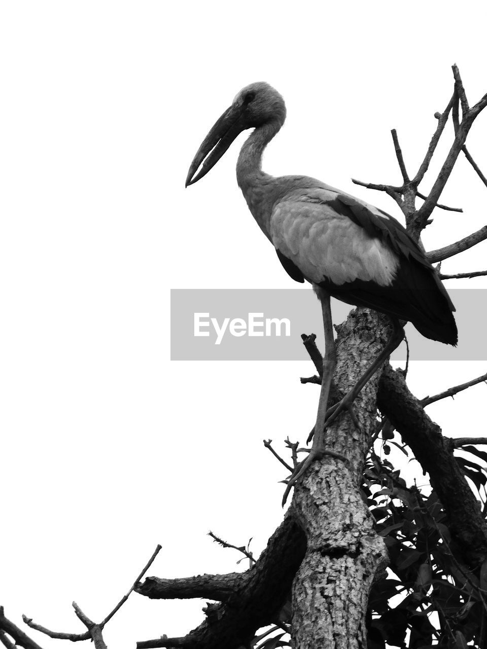 LOW ANGLE VIEW OF BIRD PERCHING ON TREE