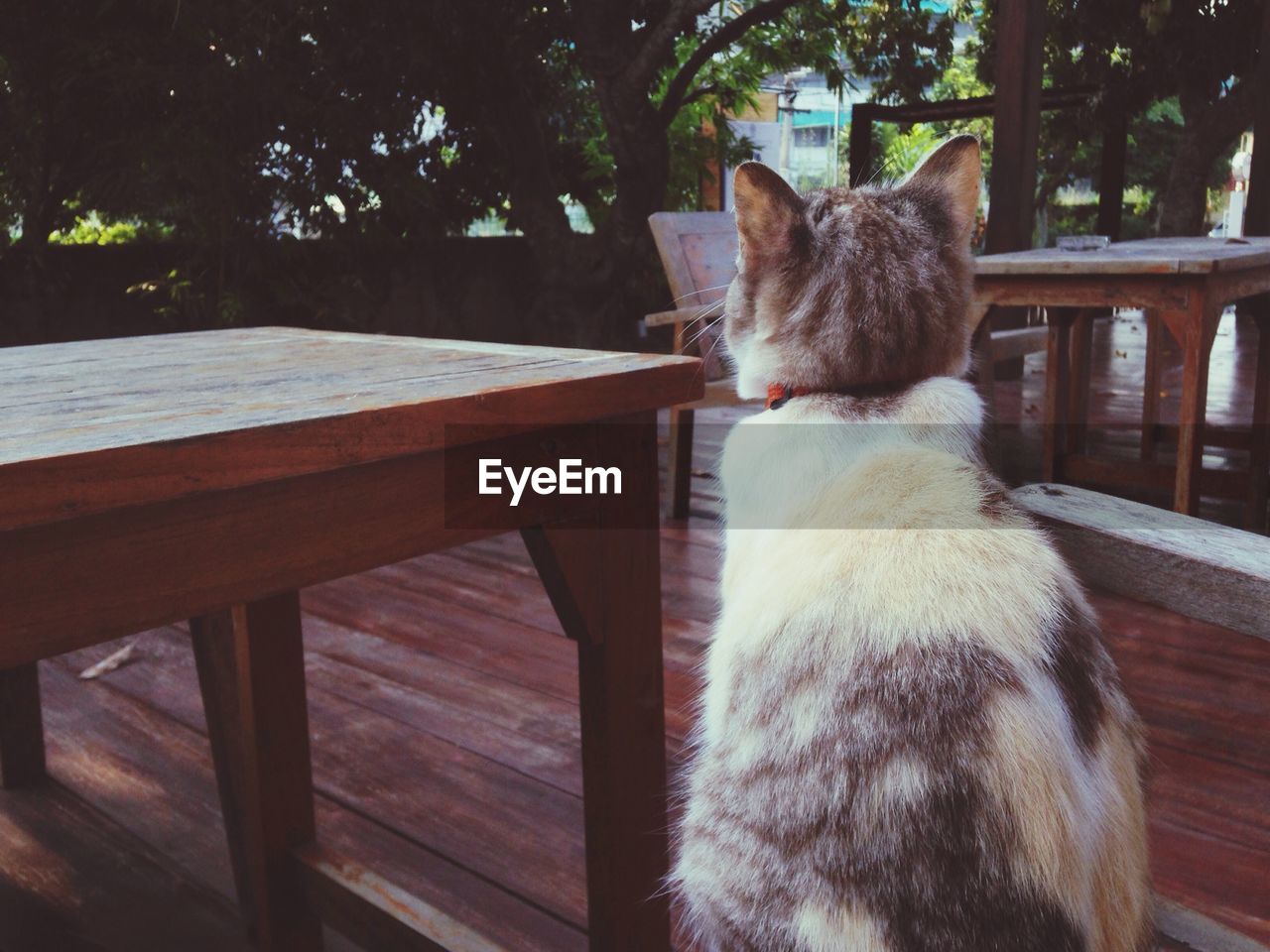 Rear view of cat sitting by wooden table