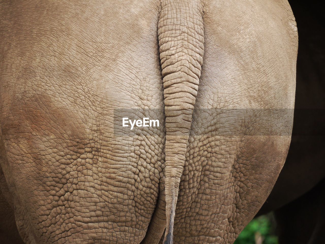 CLOSE-UP OF ELEPHANT IN A ANIMAL