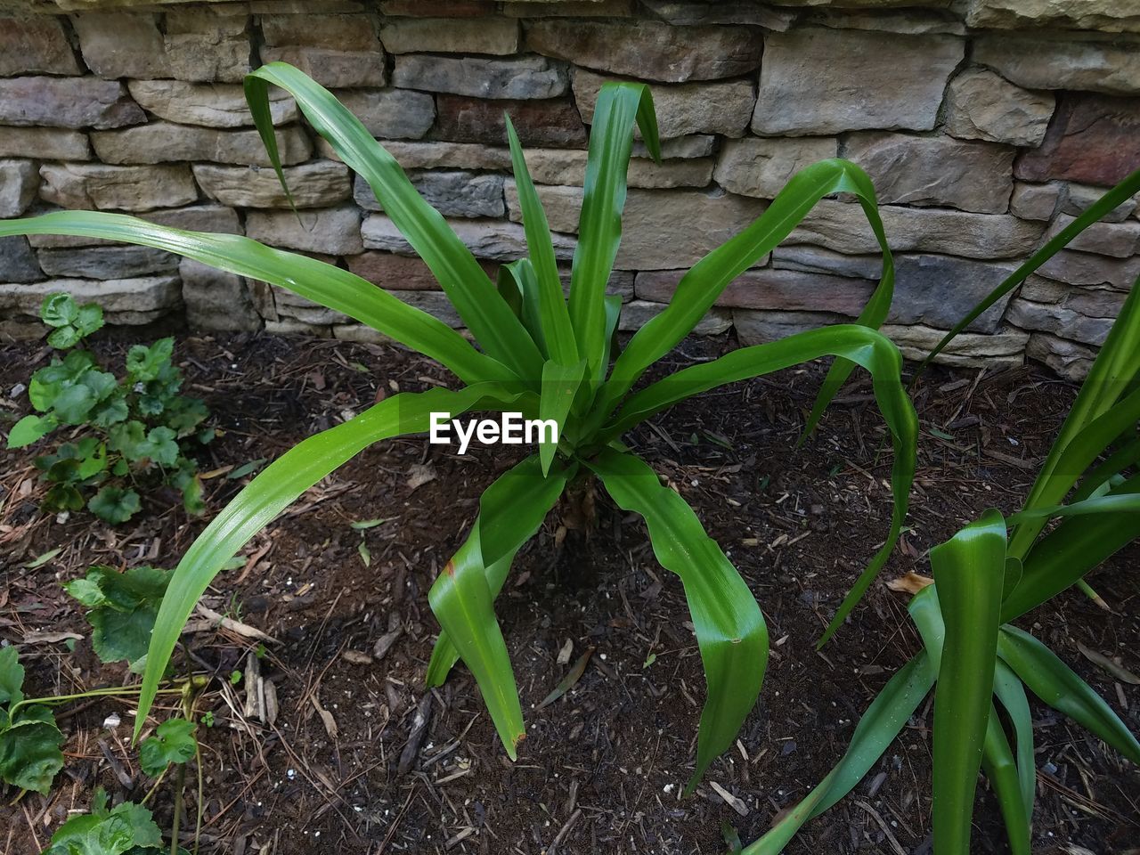 CLOSE-UP OF PLANT