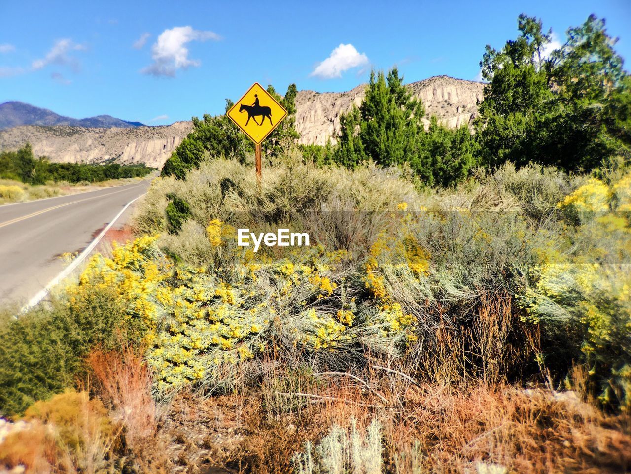 View of yellow flowers on country road