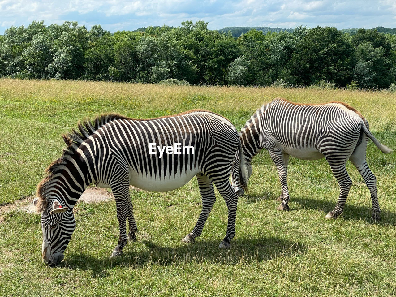 Zebra standing on field in ohio 