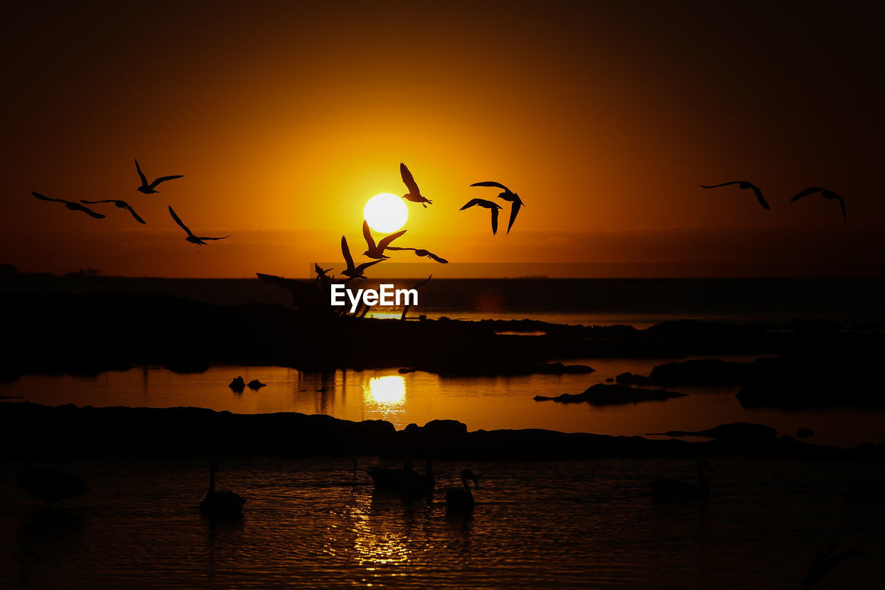 Silhouette birds flying over lake against sky during sunset