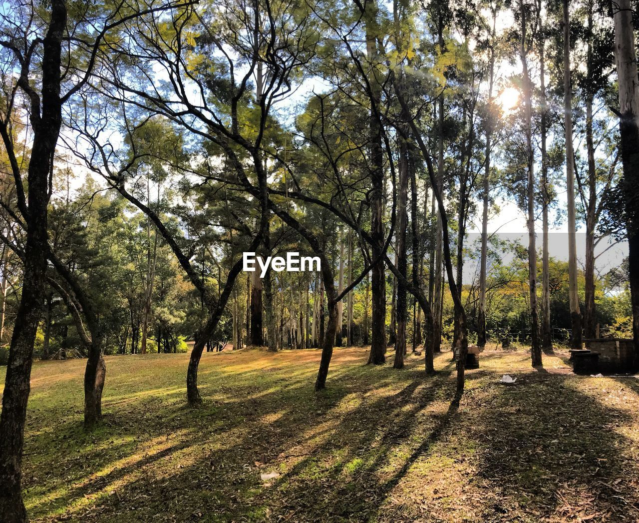 Trees on landscape against sky
