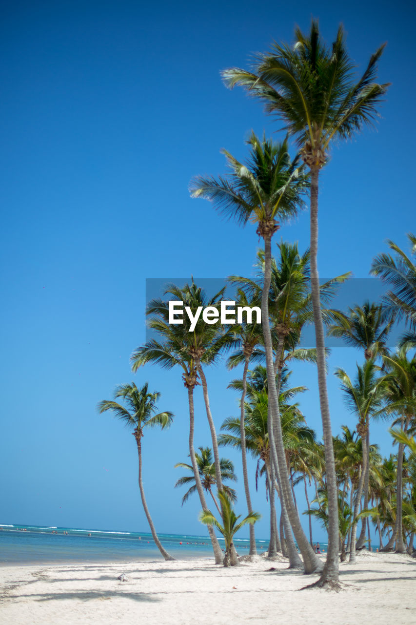 palm trees on beach against clear sky