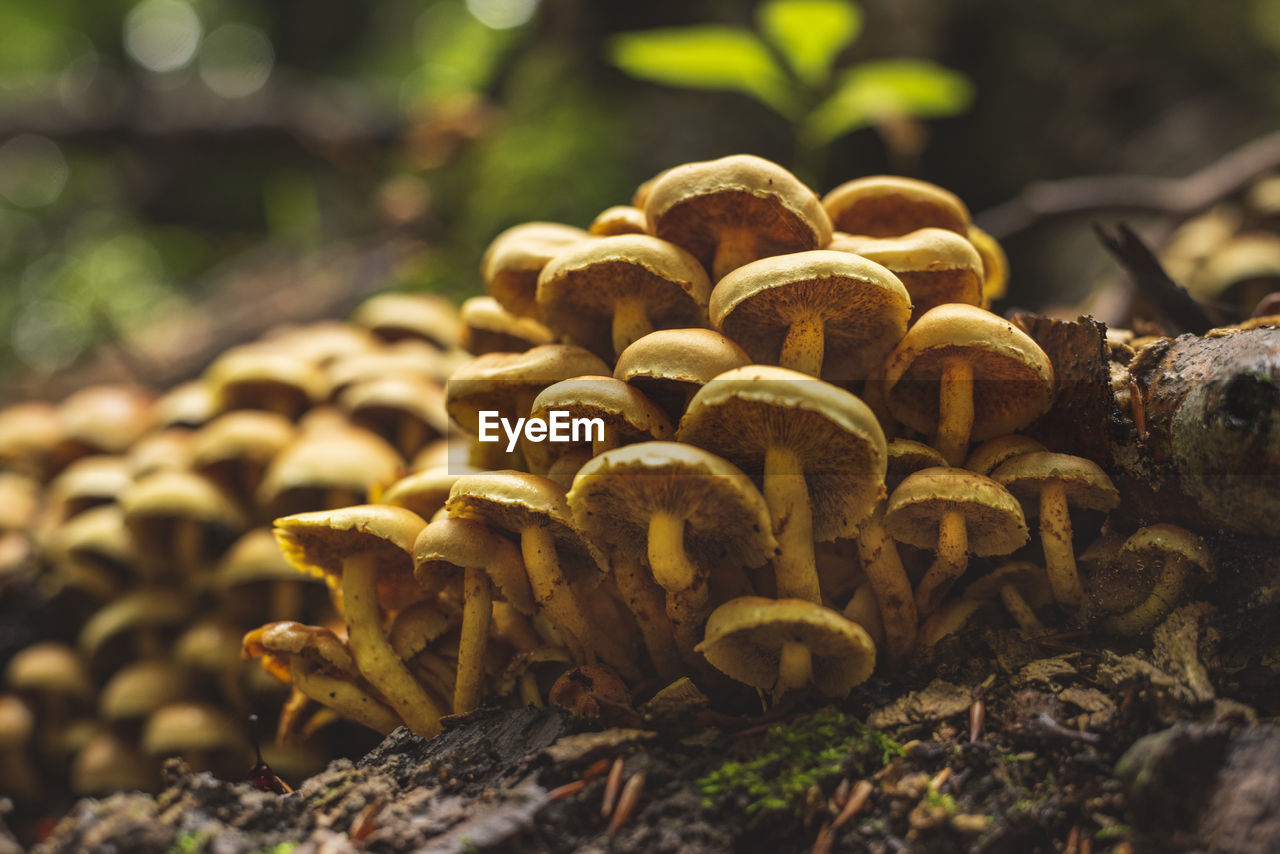 Big group of flammulina velutipes mushrooms growing next to dead tree trunk in forest