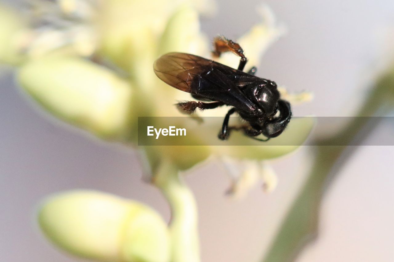 CLOSE UP OF FLY ON FLOWER