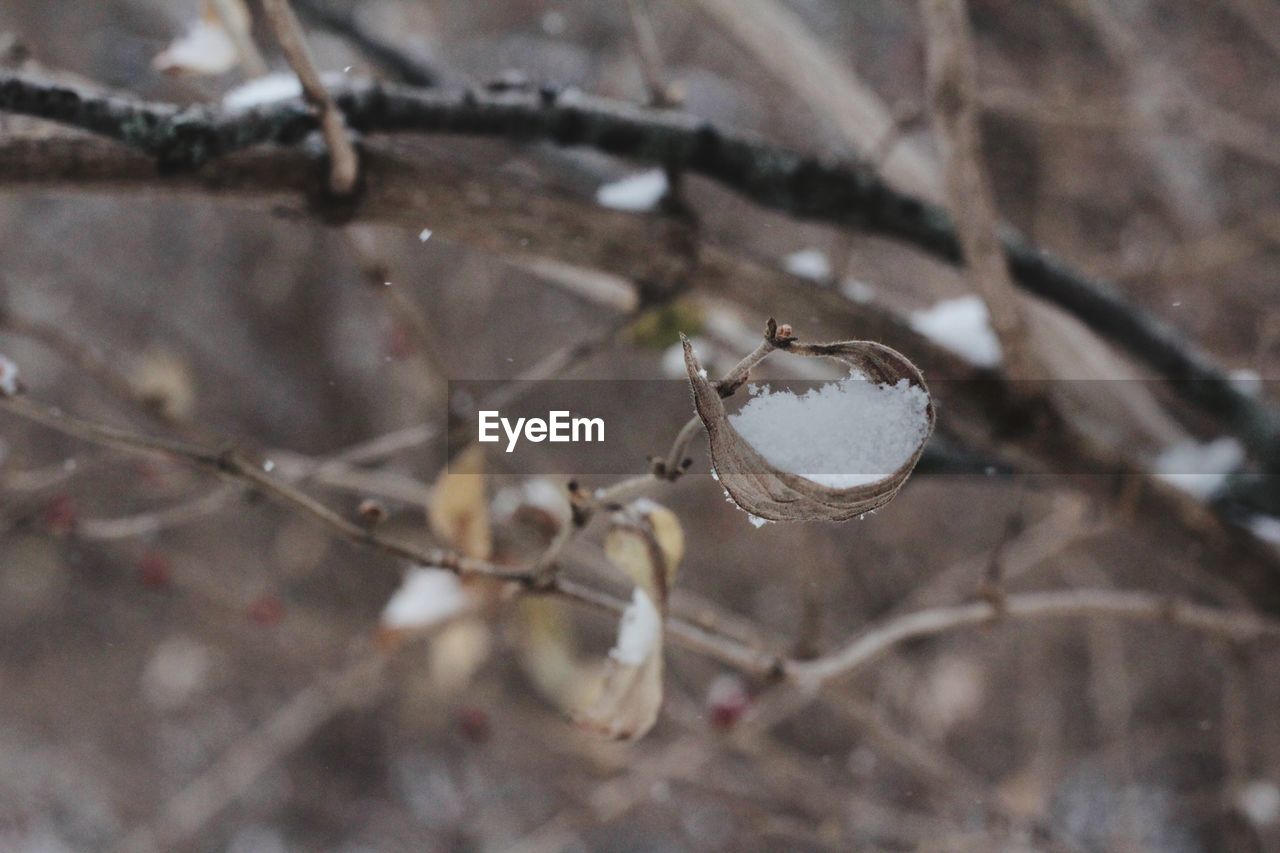 CLOSE-UP OF FROZEN PLANTS