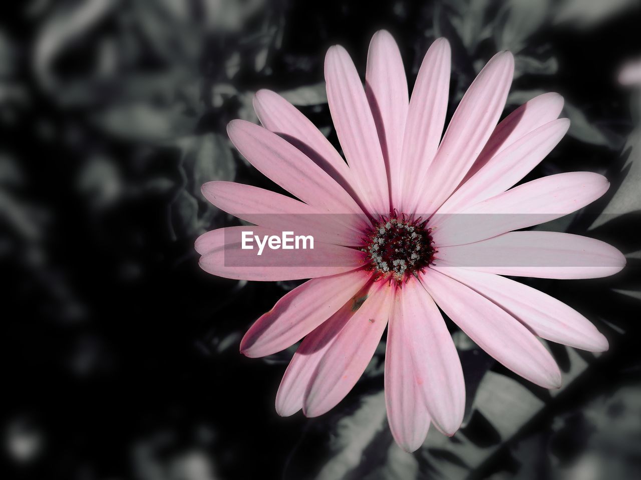 Close-up of pink flower blooming outdoors