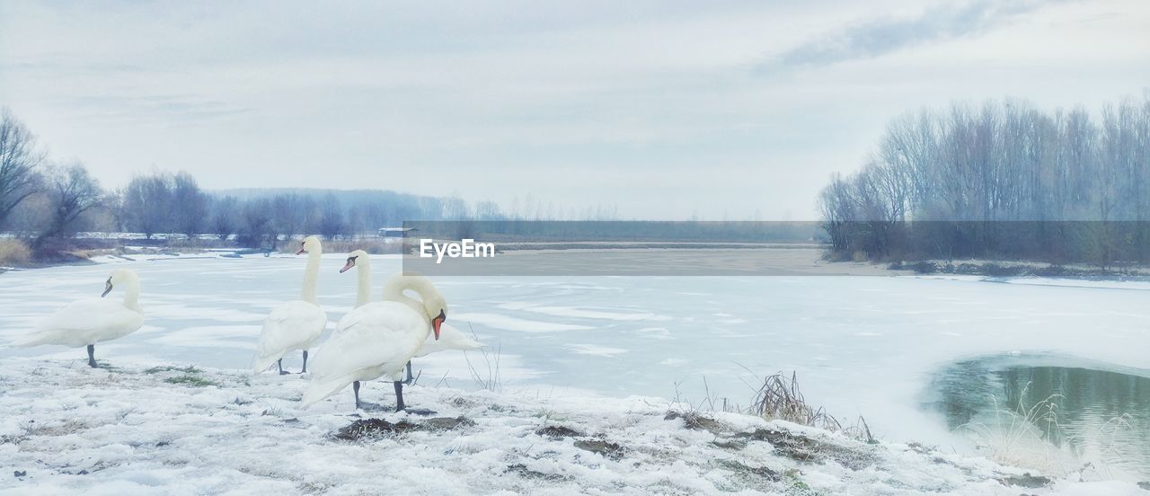 Swans on frozen lake against sky during winter
