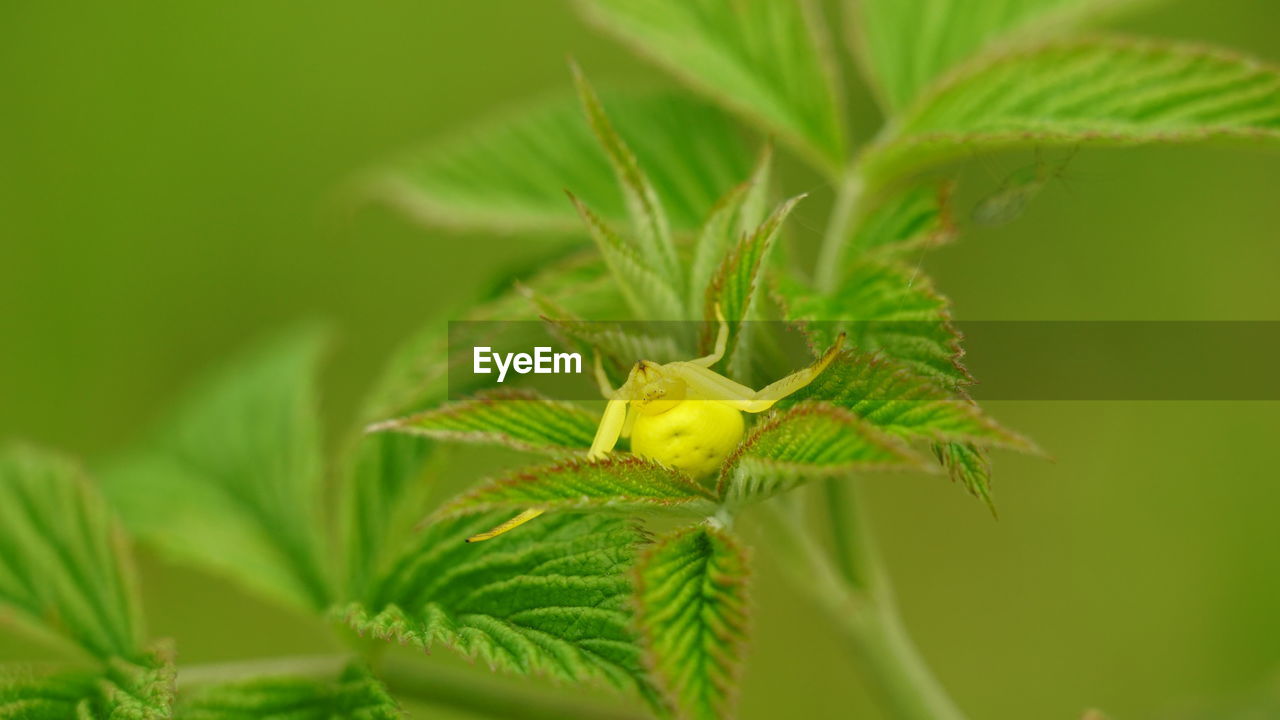 green, leaf, animal themes, animal wildlife, plant part, plant, animal, one animal, close-up, macro photography, nature, wildlife, insect, flower, no people, outdoors, beauty in nature, animal body part, selective focus, day, tree, focus on foreground