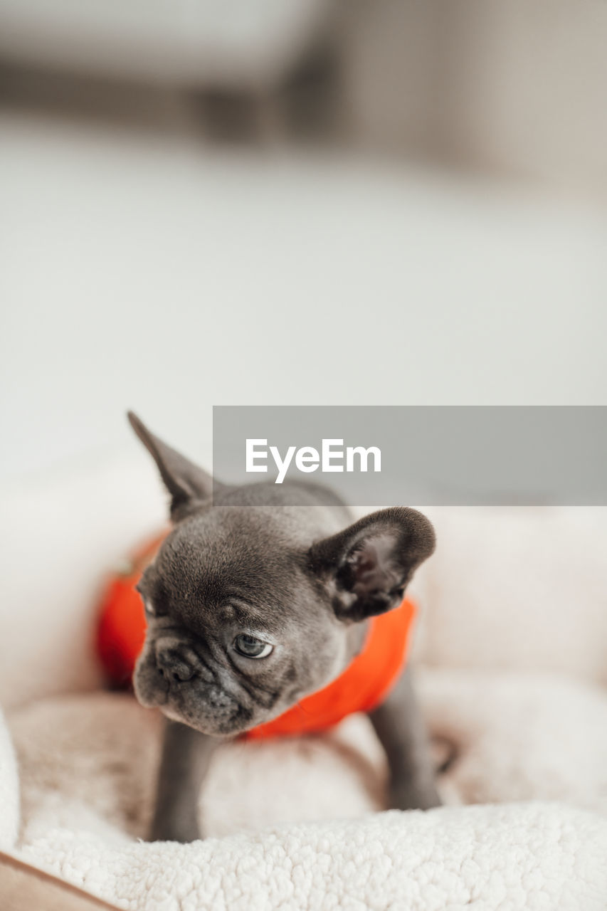 animal themes, one animal, animal, pet, mammal, domestic animals, dog, lap dog, canine, indoors, french bulldog, no people, cute, focus on foreground, young animal, portrait, furniture, carnivore, close-up, looking, puppy, selective focus, animal body part, pug, relaxation