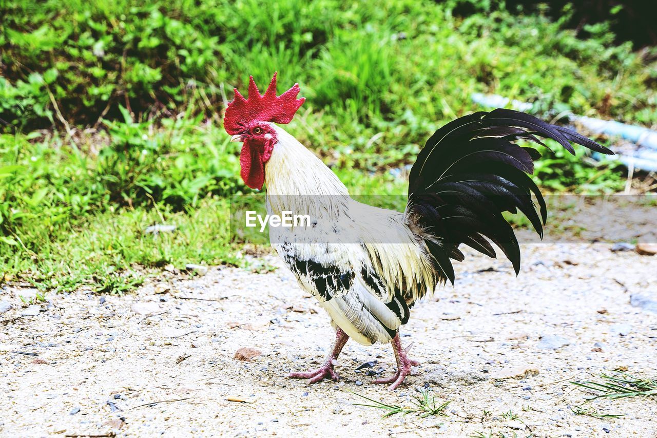 VIEW OF ROOSTER ON LAND