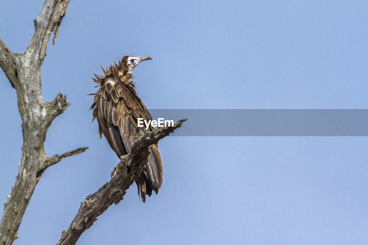 LOW ANGLE VIEW OF BIRD PERCHING ON BRANCH AGAINST CLEAR SKY