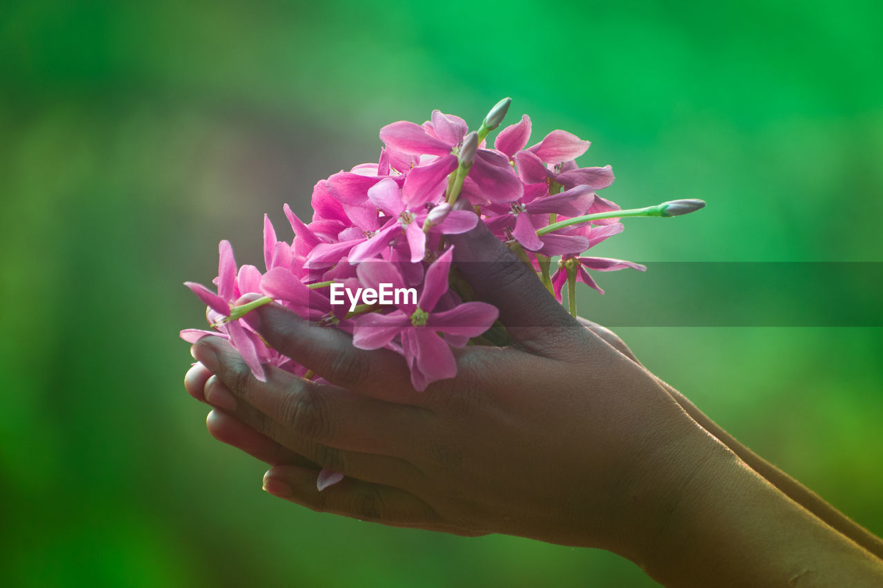 CLOSE-UP OF HAND HOLDING PINK ROSE FLOWER