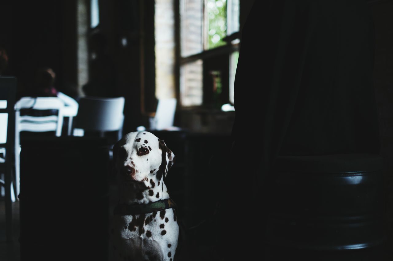 Dalmatian dog in dark room