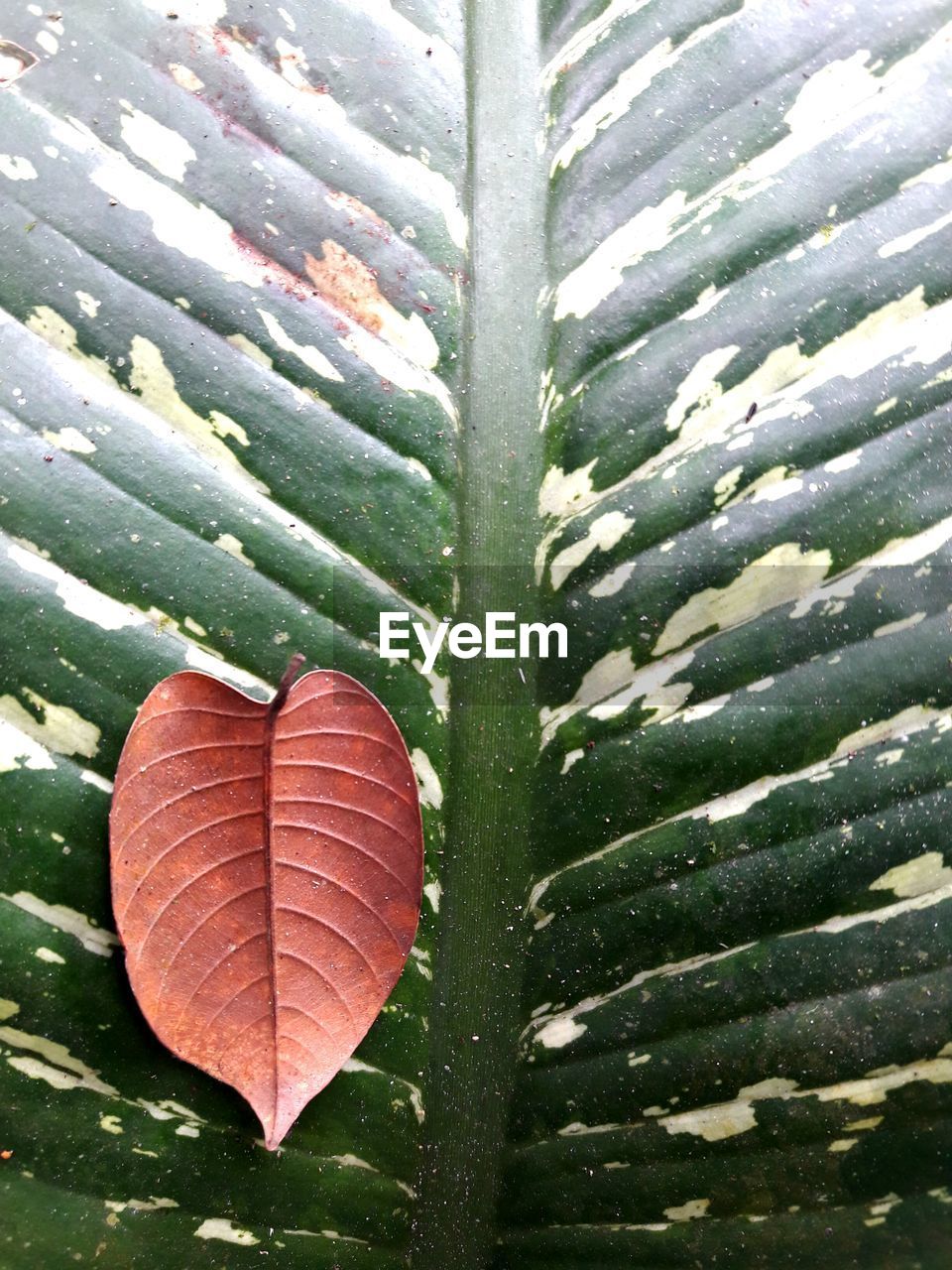 CLOSE-UP OF WET PLANTS