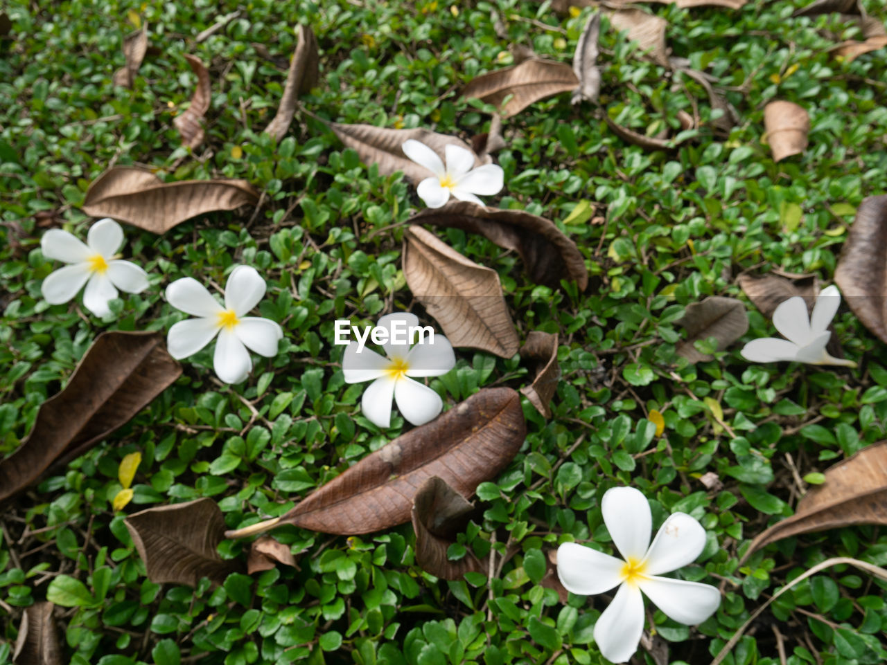 CLOSE-UP OF WHITE FLOWERING PLANT ON LAND