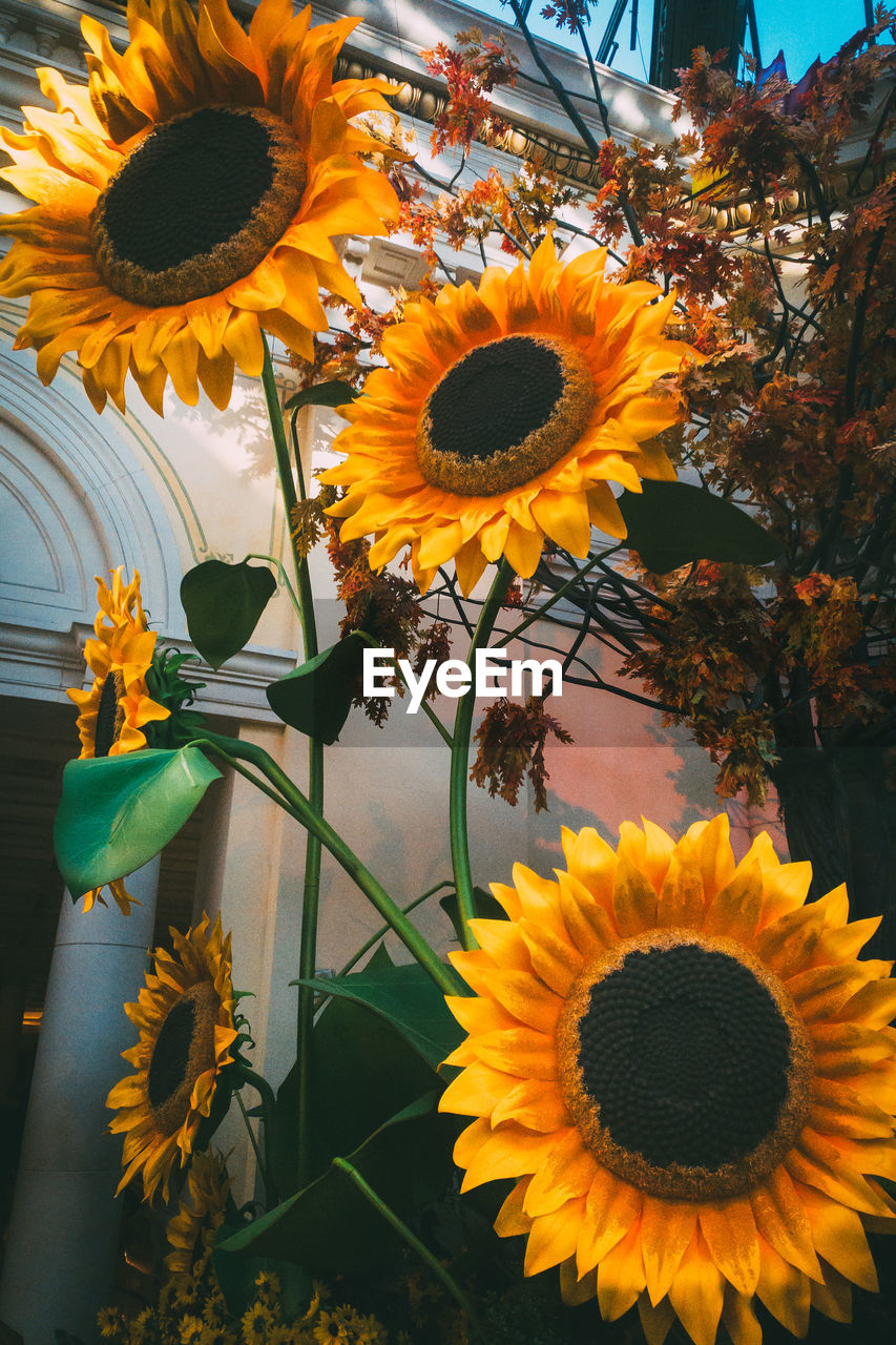 low angle view of yellow flower