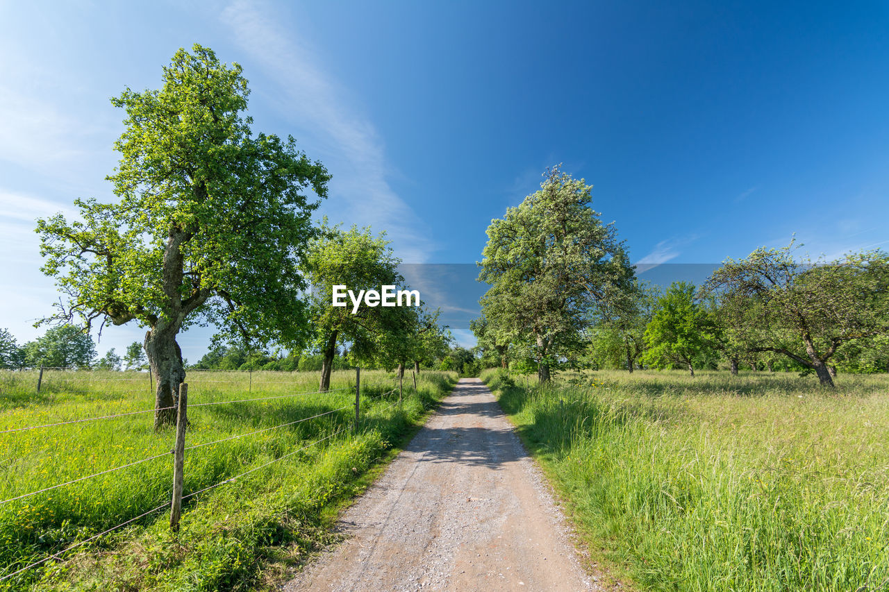 FOOTPATH AMIDST TREES AND PLANTS ON FIELD