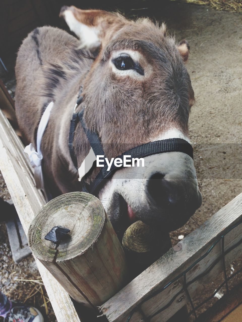 High angle view of donkey on field