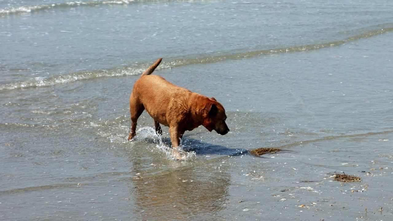 DOG RUNNING ON WET BEACH