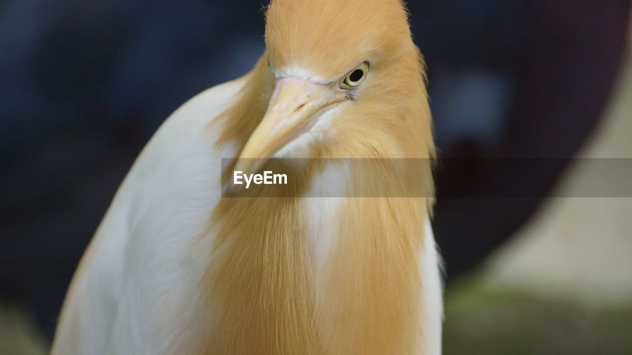 CLOSE-UP OF A WHITE BIRD