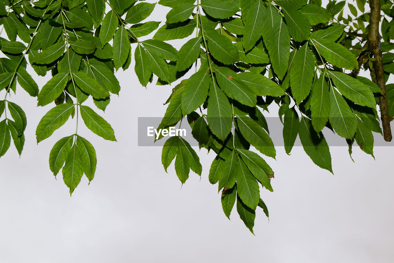 Low angle view of leaves on tree against sky