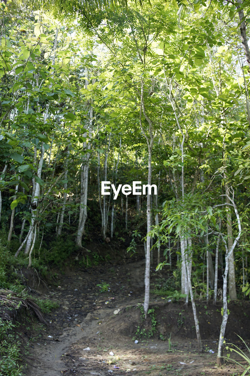 plant, tree, forest, land, growth, nature, beauty in nature, tranquility, green, woodland, no people, day, environment, outdoors, non-urban scene, scenics - nature, landscape, grove, tranquil scene, lush foliage, leaf, foliage, bamboo - plant, tree trunk, trunk, flower