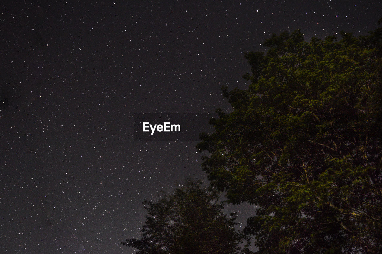 Low angle view of trees against constellation in sky at night