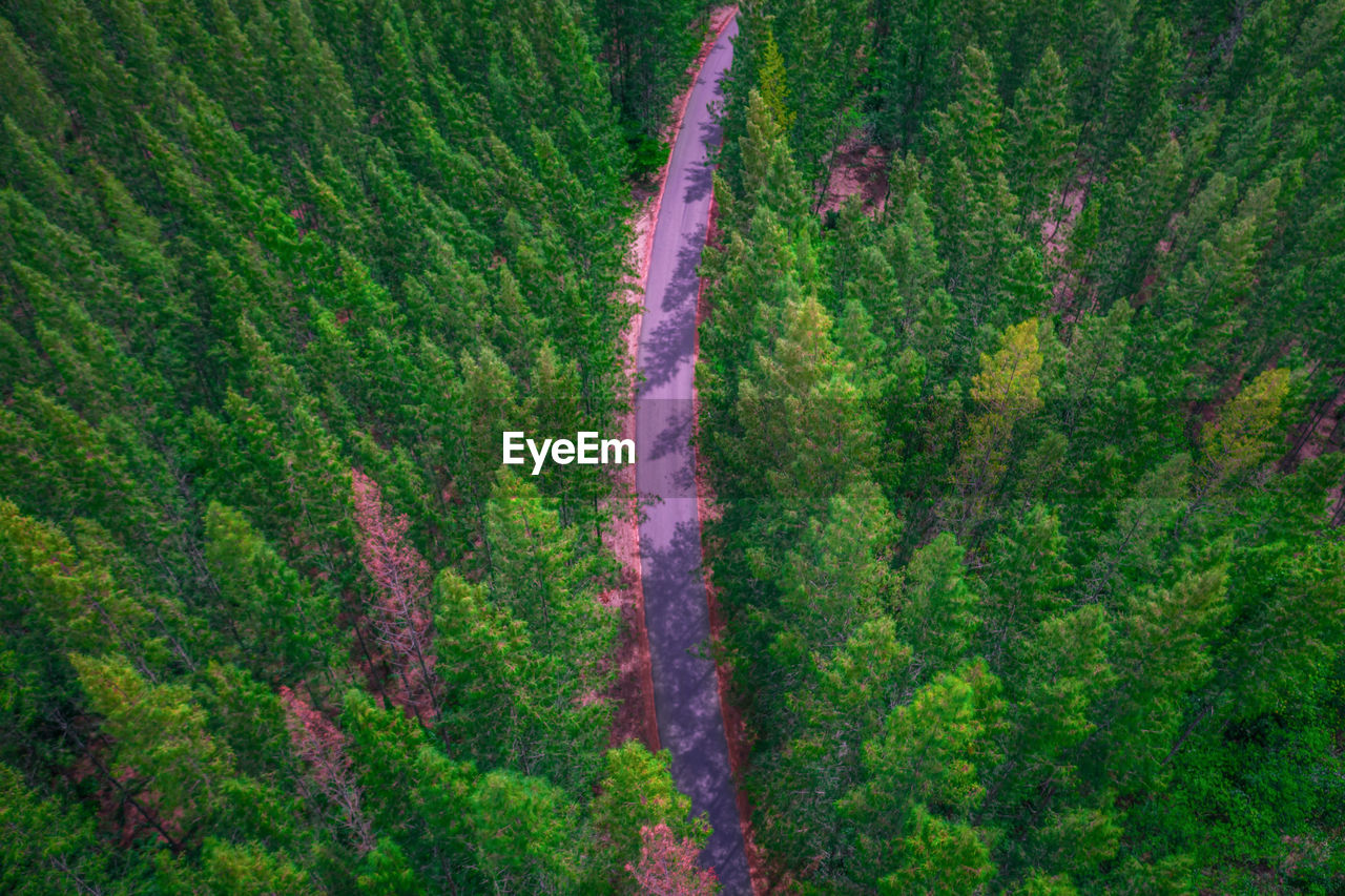 High angle view of pine trees in forest