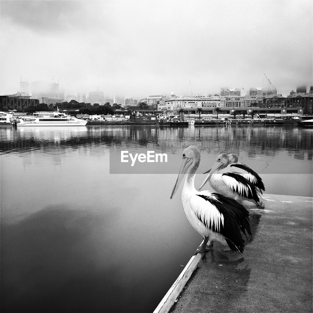 Pelicans on pier at harbor against sky