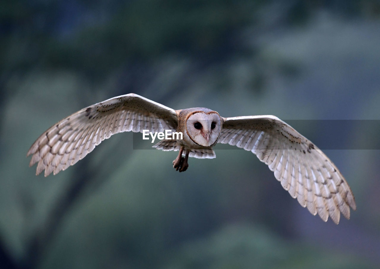 CLOSE-UP OF EAGLE FLYING OVER THE BACKGROUND