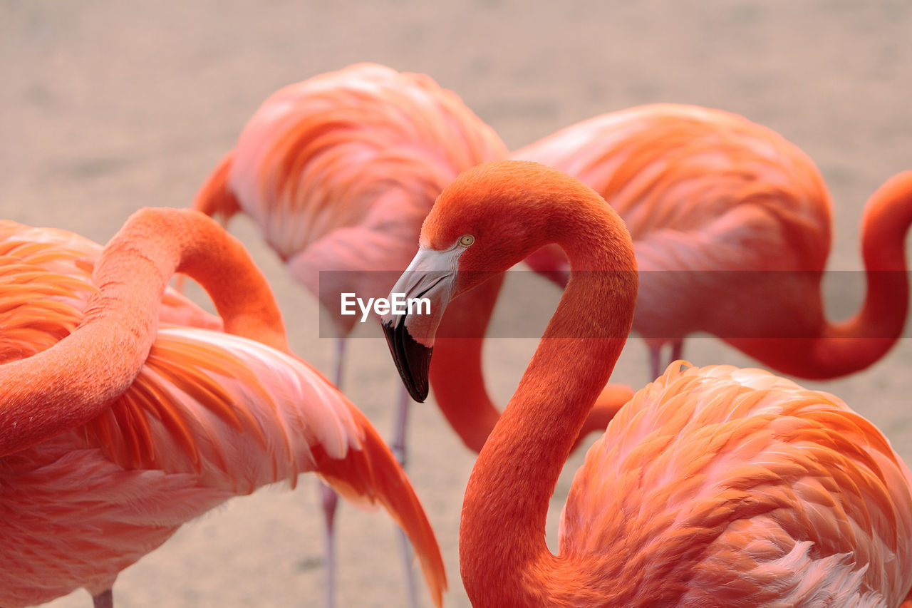 Close-up of flamingos