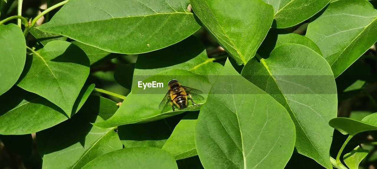 CLOSE-UP OF INSECT ON LEAF