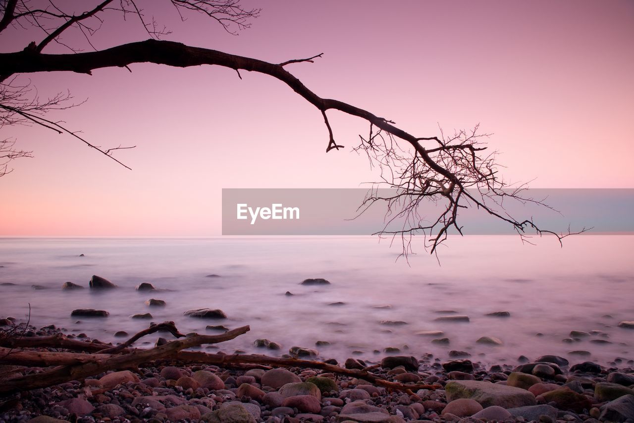 Bended tree above sea level, boulders sticking out from sea. pink horizon with first hot sun rays.