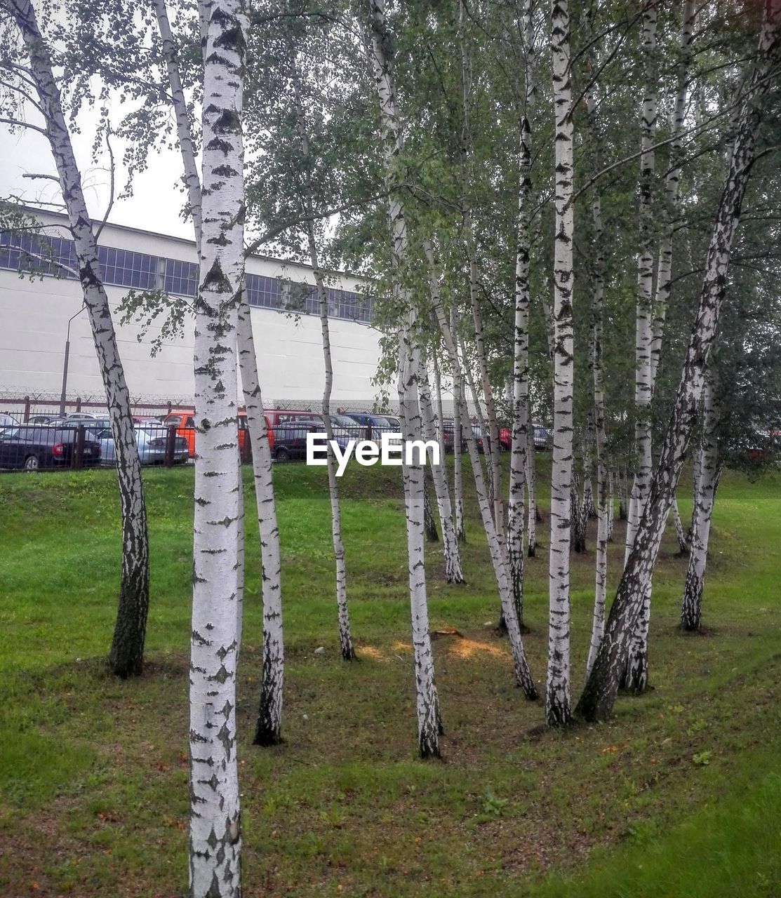 TREES ON GRASSY FIELD