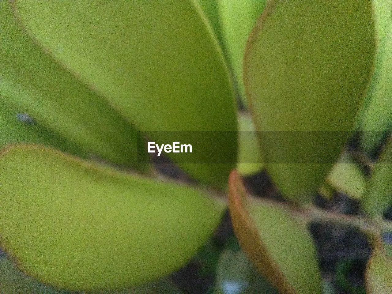 CLOSE-UP OF GREEN LEAF IN PLANT