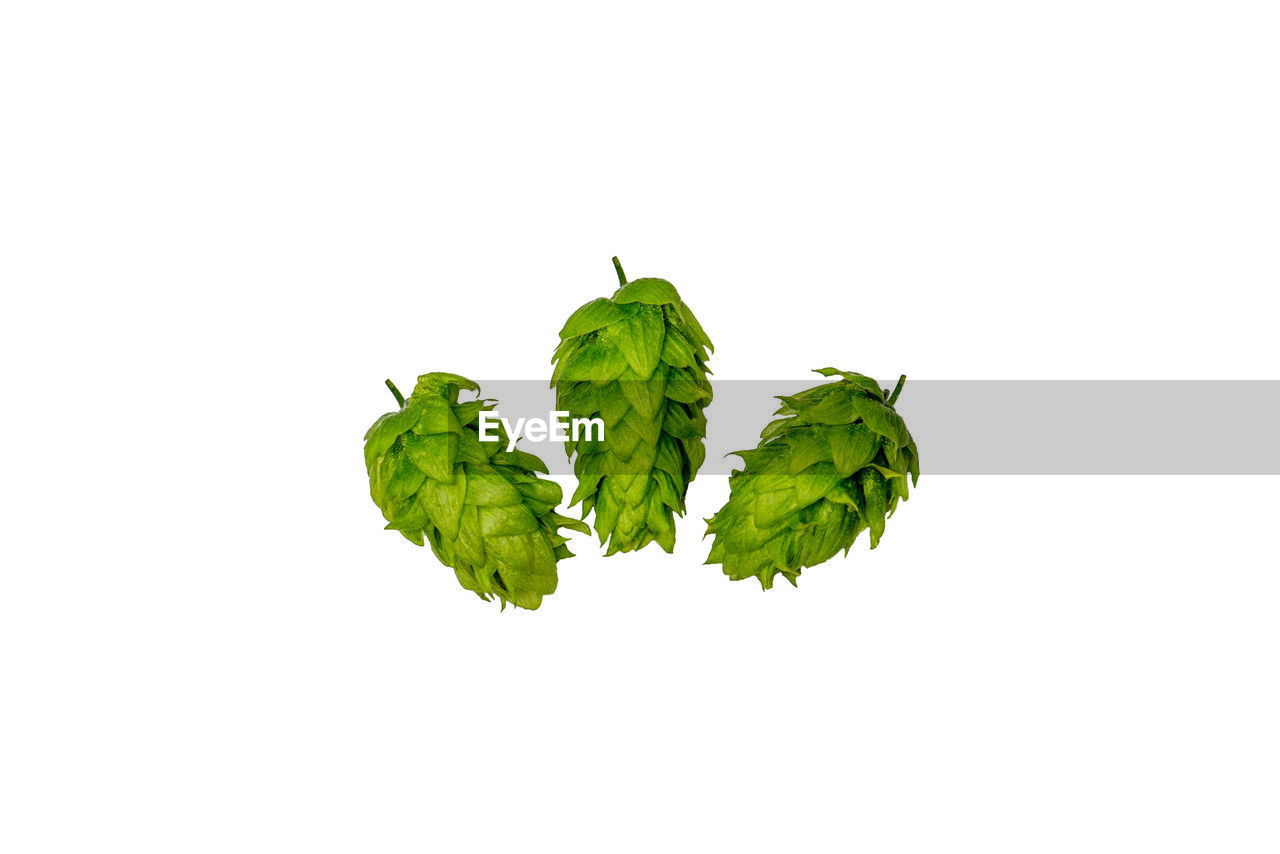 Chinook hops on white background