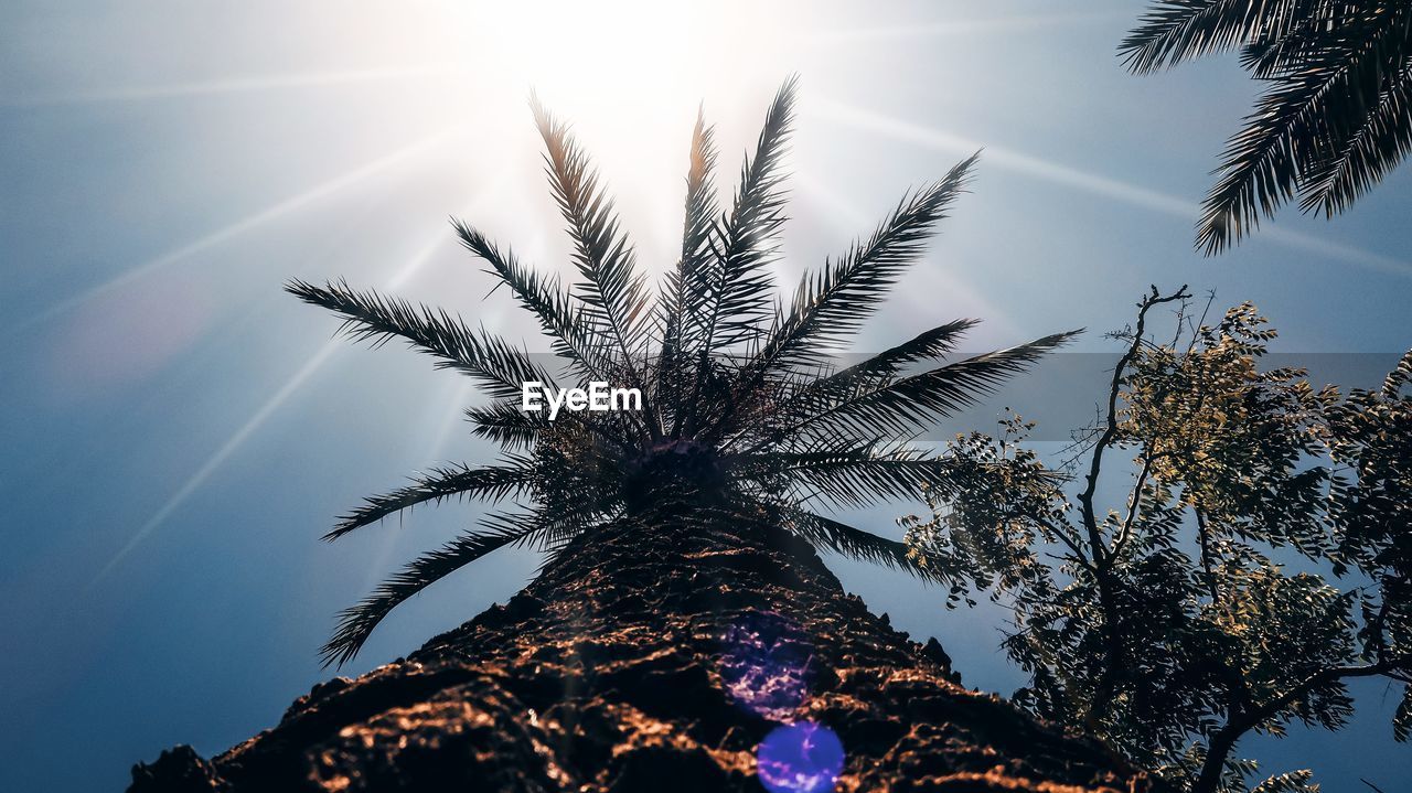 Low angle view of palm tree against sky
