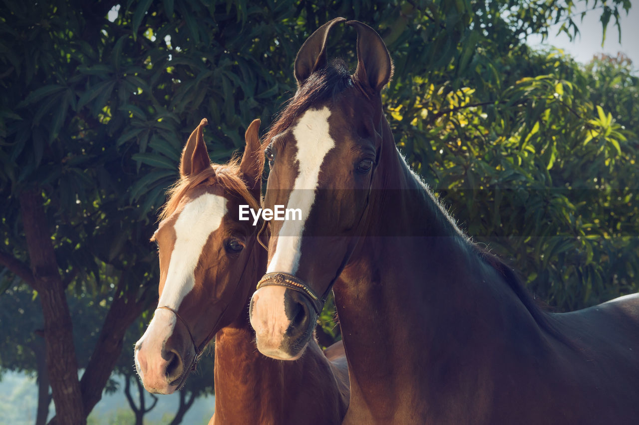 VIEW OF HORSE IN FIELD