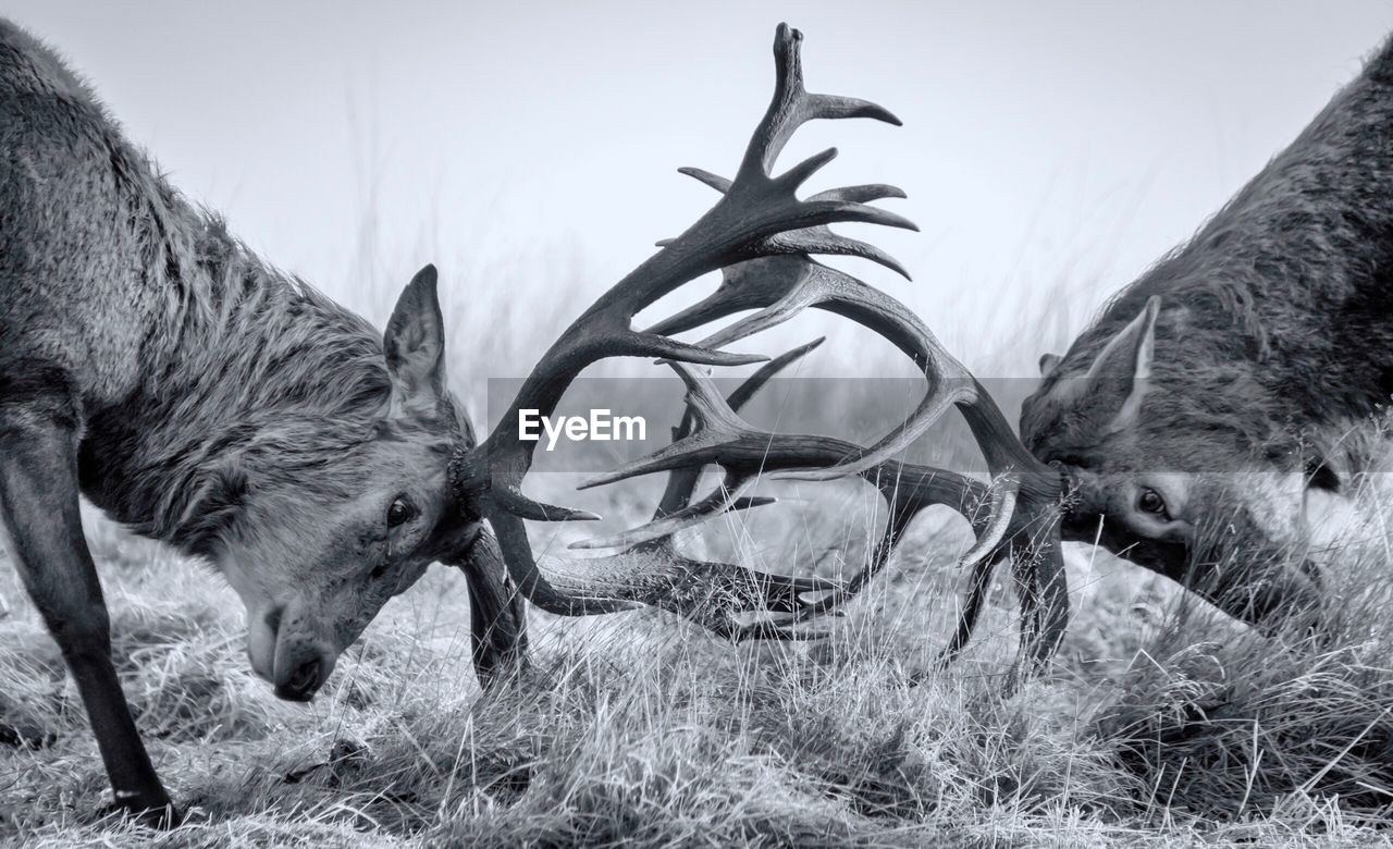 Close-up of two stags fighting