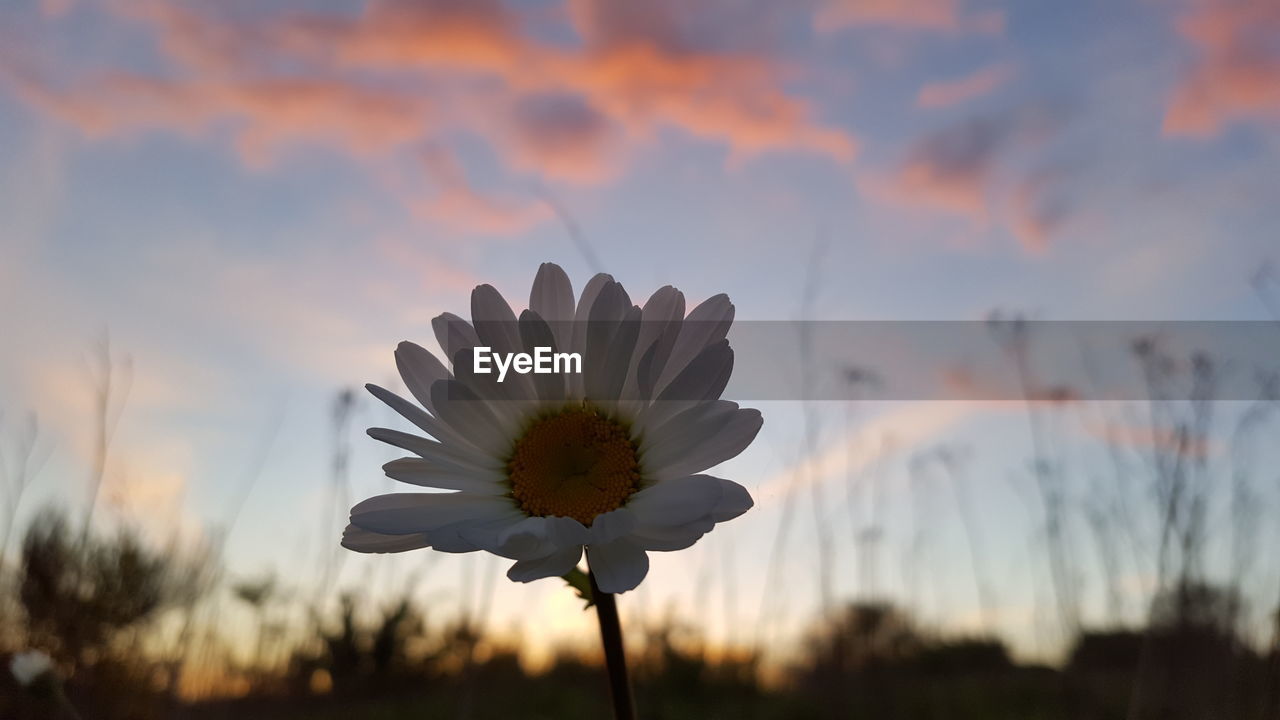 CLOSE-UP OF ORANGE FLOWERING PLANT AGAINST SKY