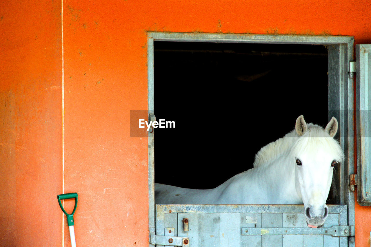 CLOSE-UP OF A HORSE IN THE WINDOW