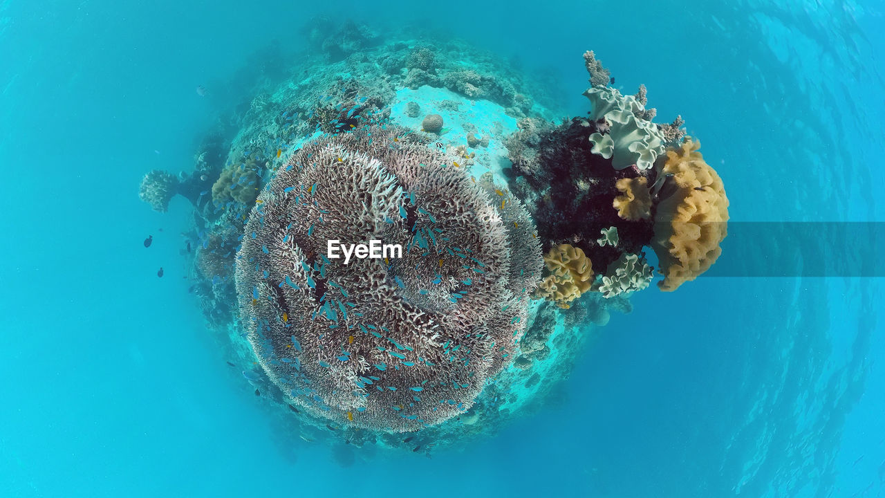 Beautiful underwater landscape with tropical fishes and corals. life coral reef. panglao, bohol