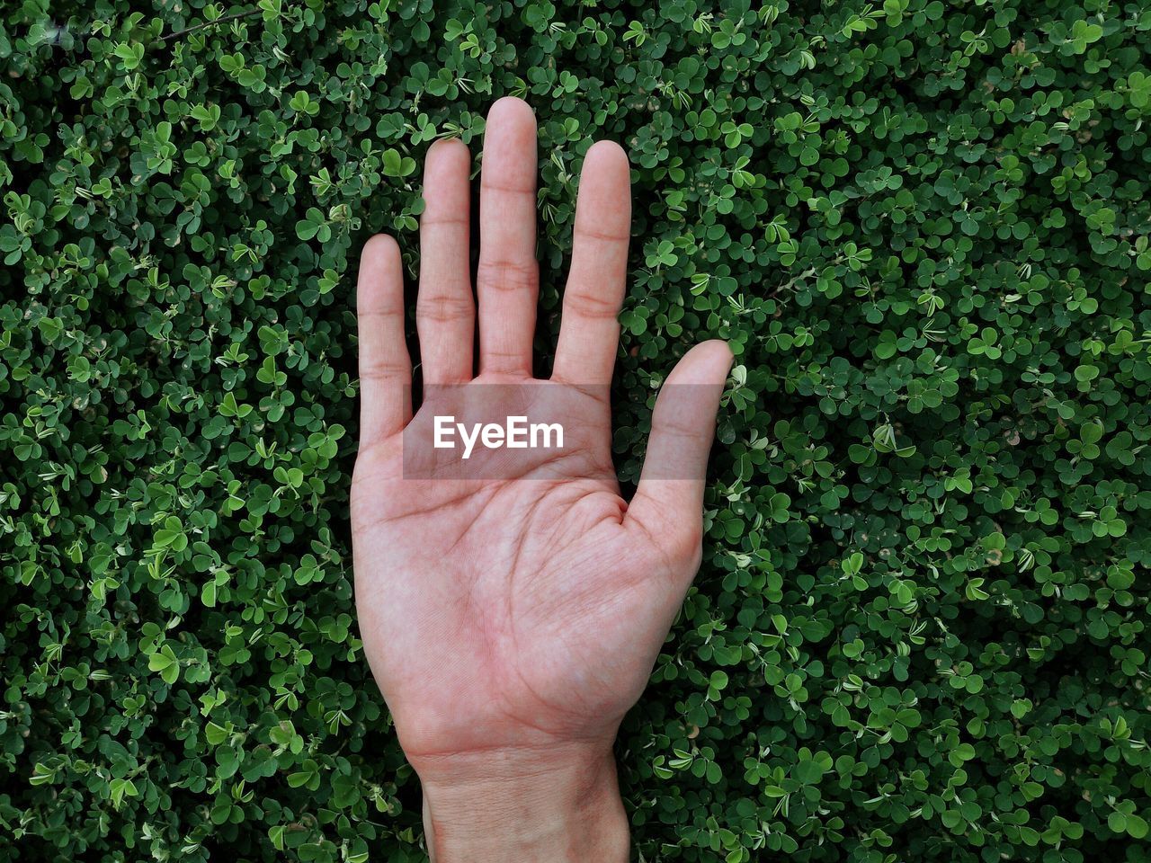 Cropped hand against plants