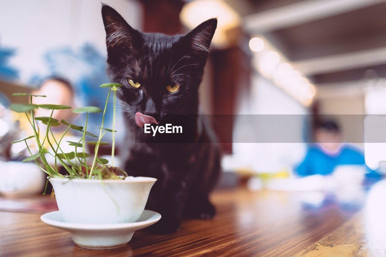 Close-up of cat on table