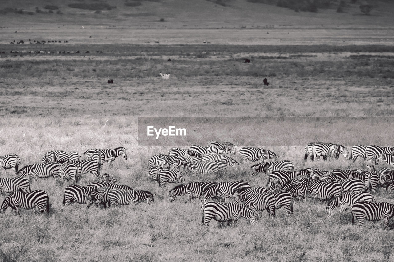 Zebras grazing on field