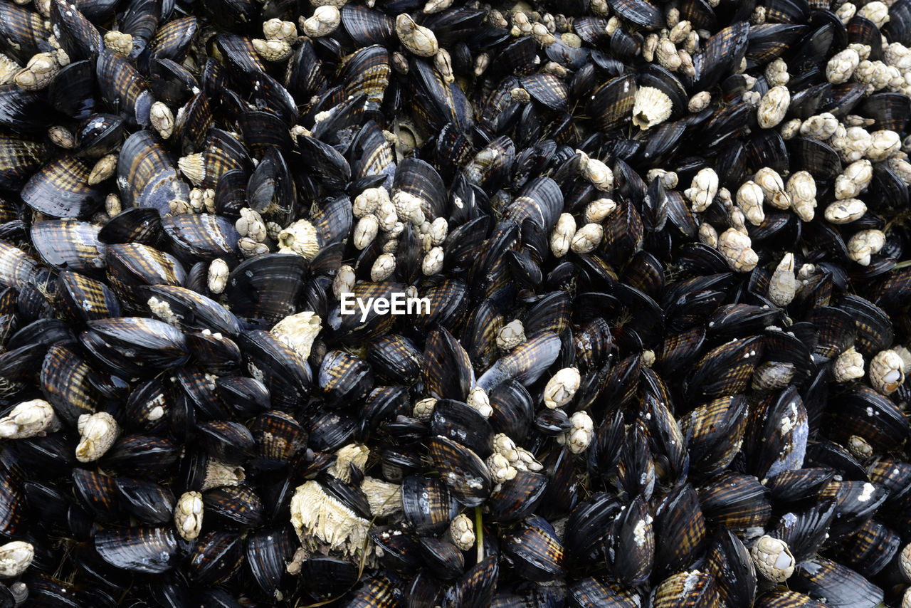 Mussels and barnacles exposed at low tide on oregon coast.
